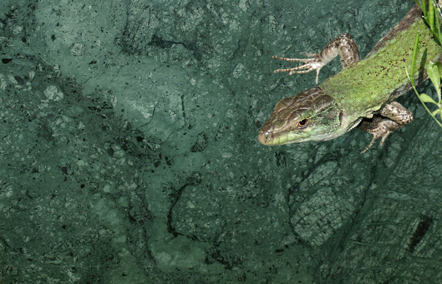 Verde Guatemala - Slika 6